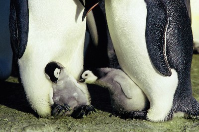 babies penguin