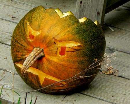 Pumpkin with stem nose, carved by Barry