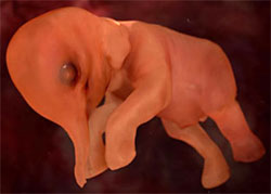 Fetal Elephant - soooo cute!