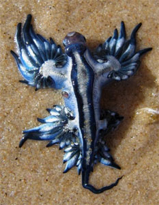 blue sea slug | Blue sea slug, Sea slug, Water creatures