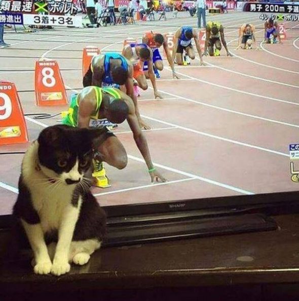 kitty-starting-line